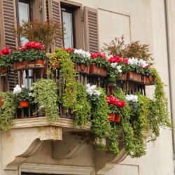 Balkon mit vielen Pflanzen