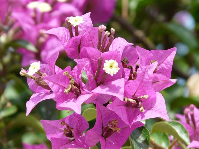 Balkonpflanze sonnig Bougainville