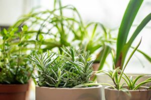 Kräuter in der Küche am Fenster