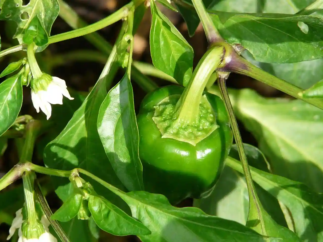 Paprika ausgeizen: Maximale Ernte und gesunde Pflanzen - grüne Paprika mit vielen Trieben und Blättern.