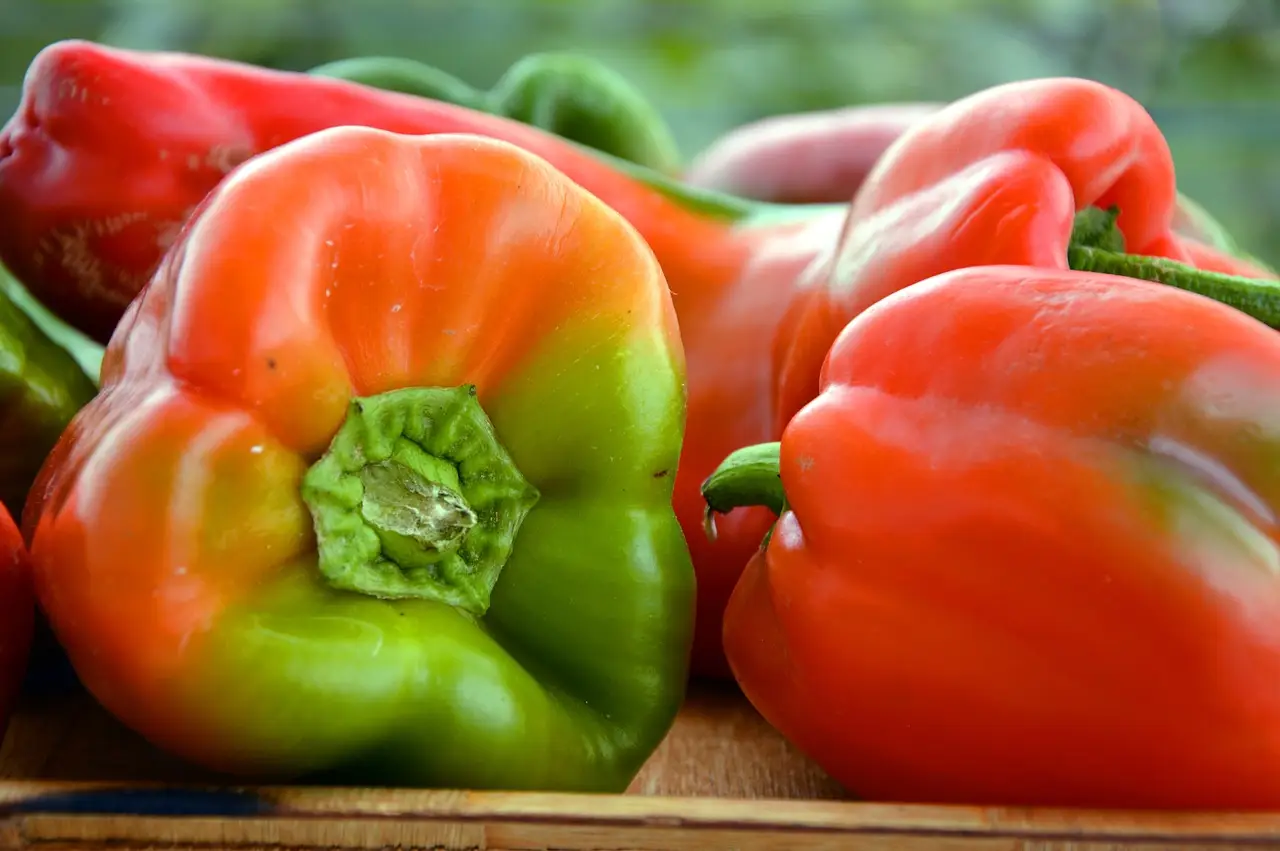 Paprika werden nicht rot - Rote und Grüne Paprika Früchte