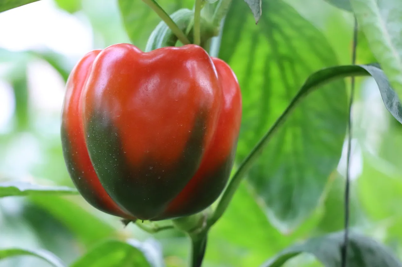 Paprika Blätter kräuseln sich - Rote Paprika Schote an Pflanze mit Blättern.