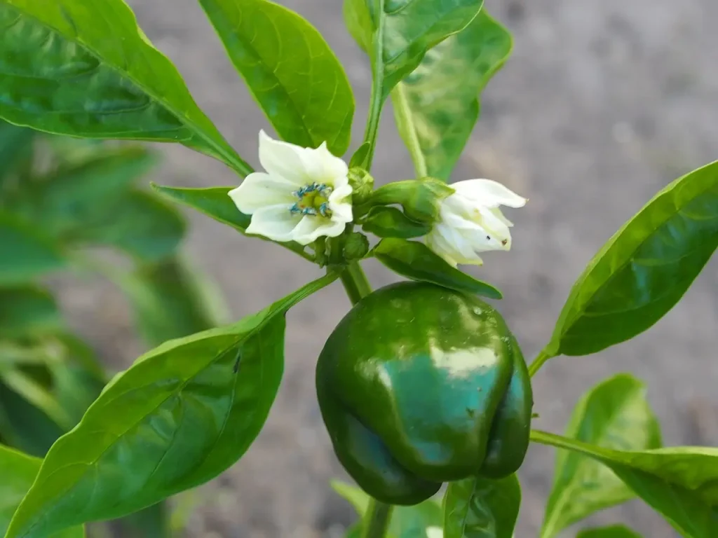 Paprika Blüten fallen ab: Gründe und Ursachen - Weisse Blüten und eine grüne Paprika an Pflanze