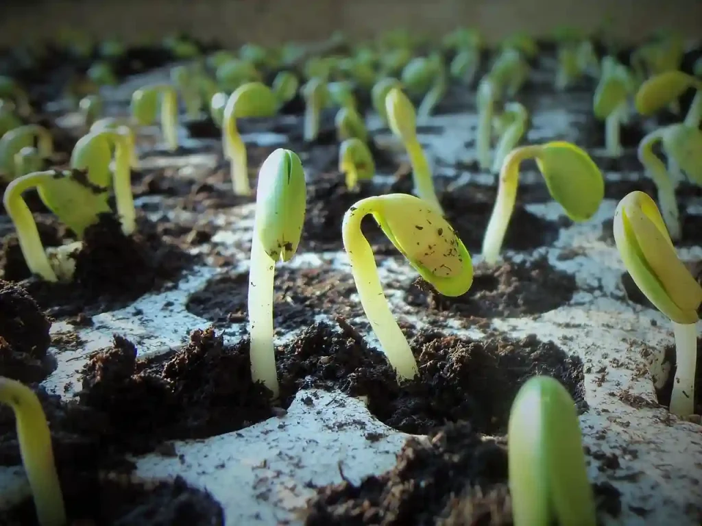 Paprika vorziehen und aussäen - Die ersten Keimlinge brechen durch die Erde