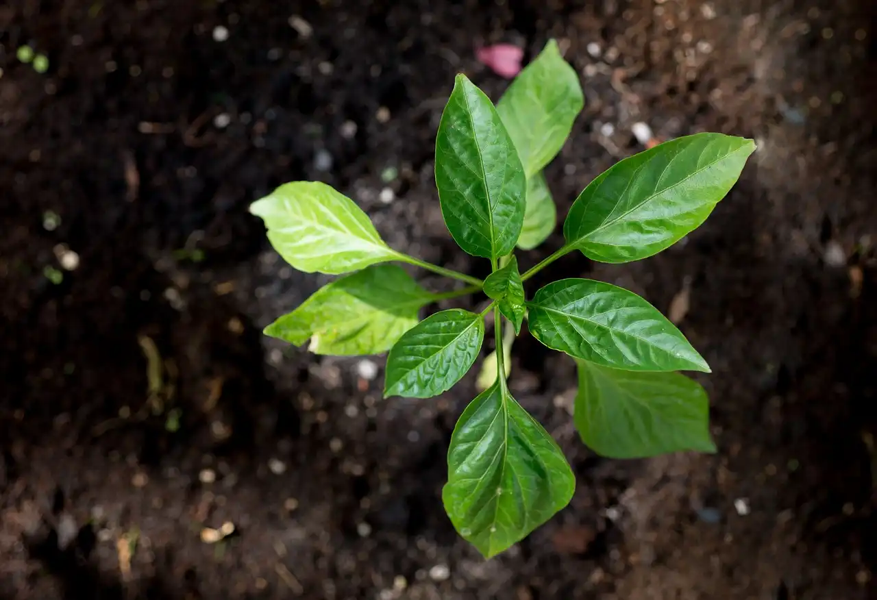 Paprika im Topf auf dem Balkon pflanzen und anbauen - neuer Keimling wächst aus Erde