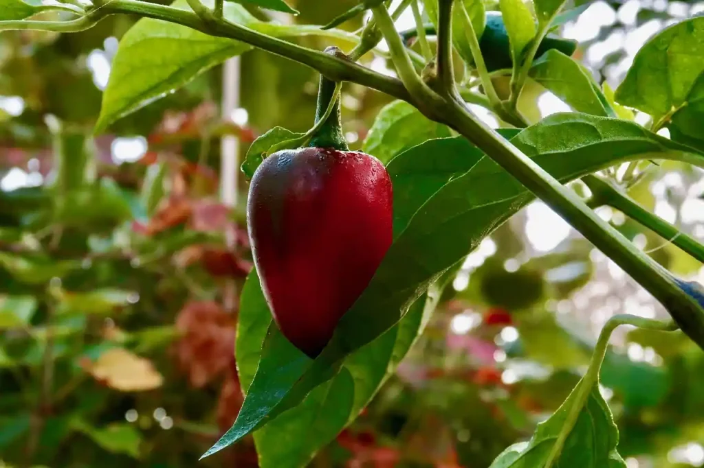 Paprika ausgeizen - Saftige Rote Paprika Frucht wächst an Pflanze