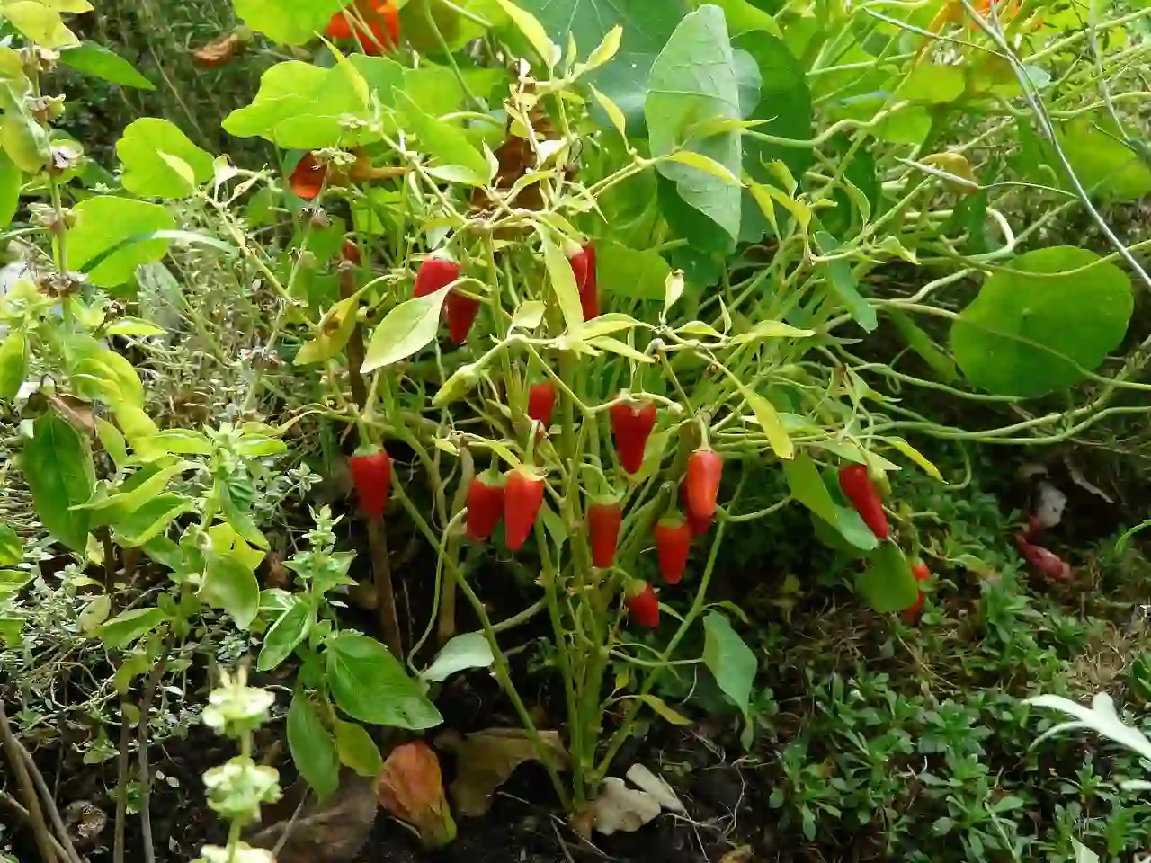 Paprika im Topf auf dem Balkon pflanzen und anbauen - Rote Paprika in der Erde