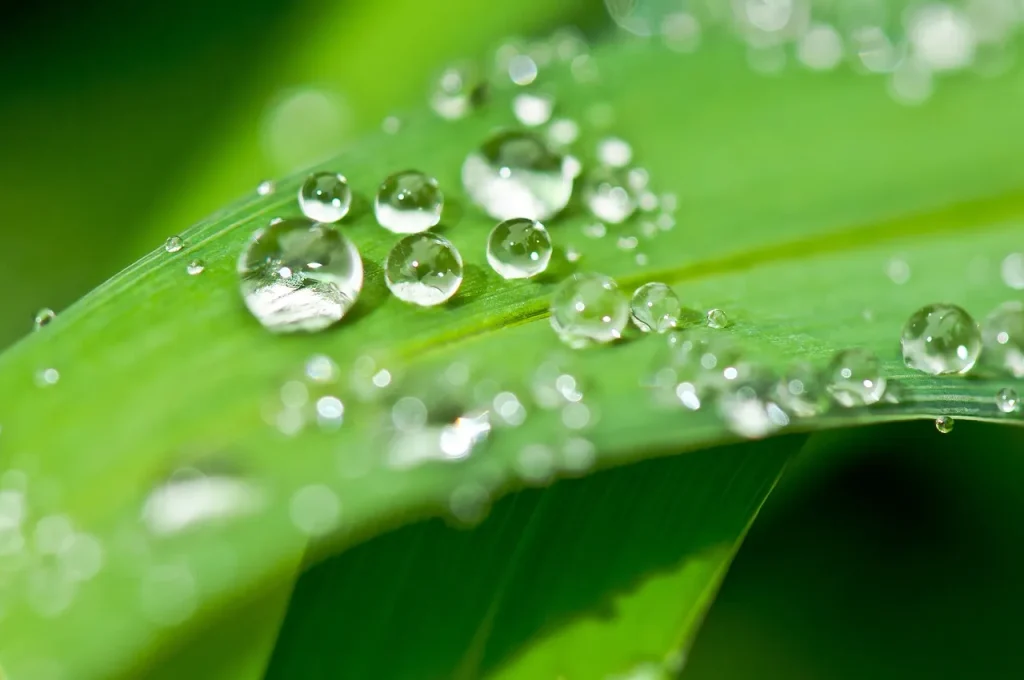 Staunässe erkennen und vermeiden - Wassertropfen auf dem Blatt einer Pflanze