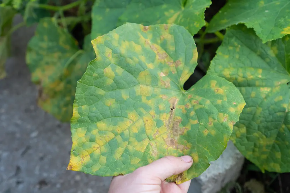 Gurken Blätter vertrocknen - Blattkrankheit oder Schaedlinge an Pflanze