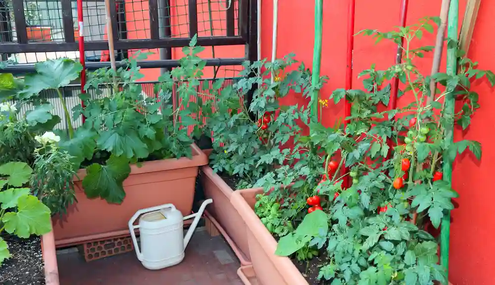 Ein Balkongarten mit Tomatenpflanzen im Topf