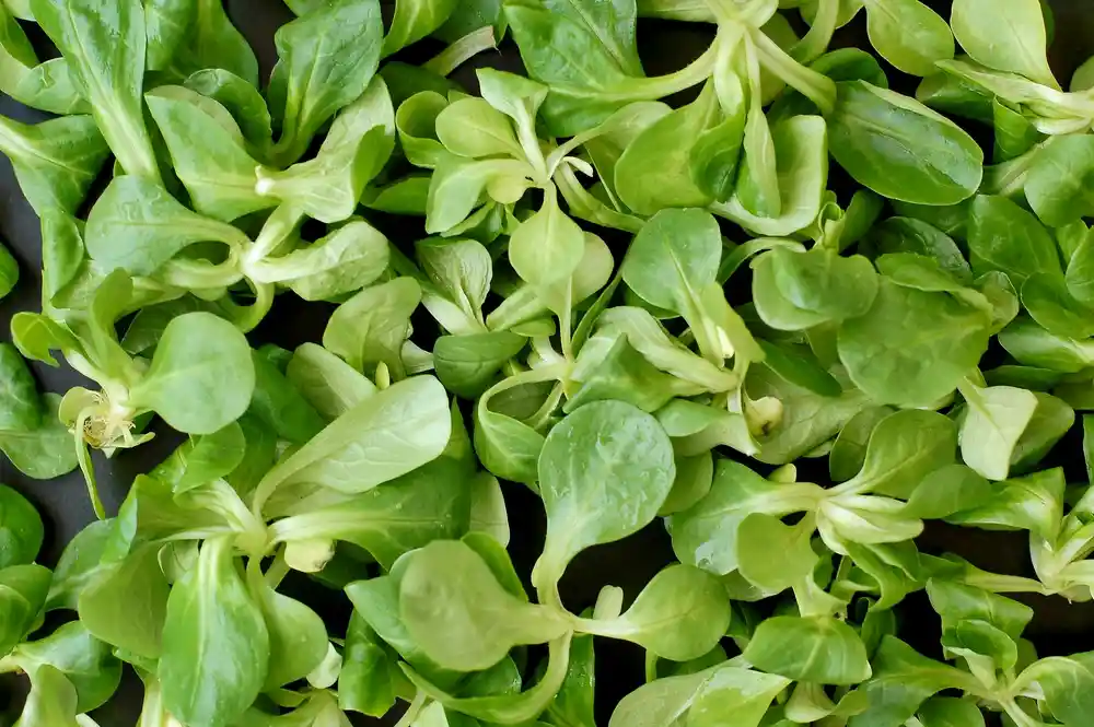 Feldsalat im Hochbeet säen und ernten