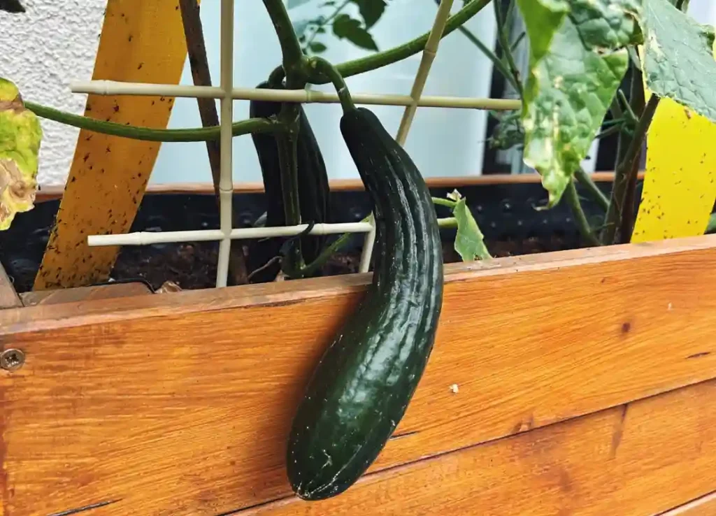 Warum bekommen meine Gurken braune Blätter? Frische Gurken im Blumenkasten