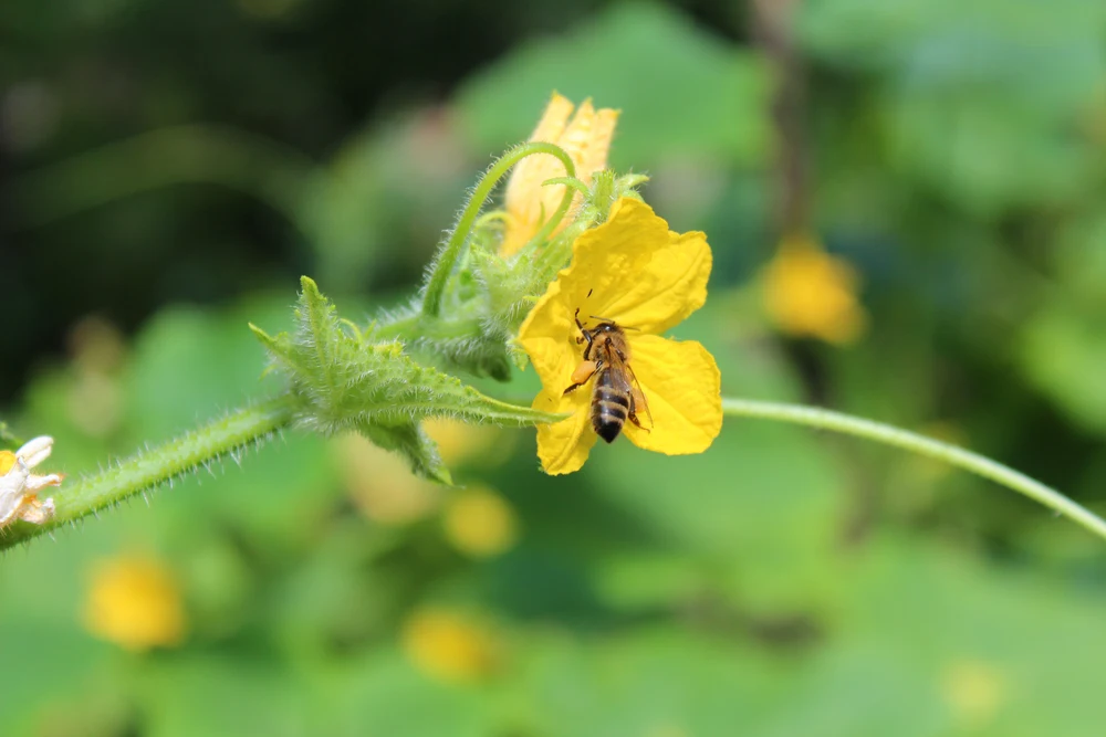 Gurken im Topf auf dem Balkon pflanzen und anbauen - Gelbe Blüten einer Paprikapflanze mit Biene