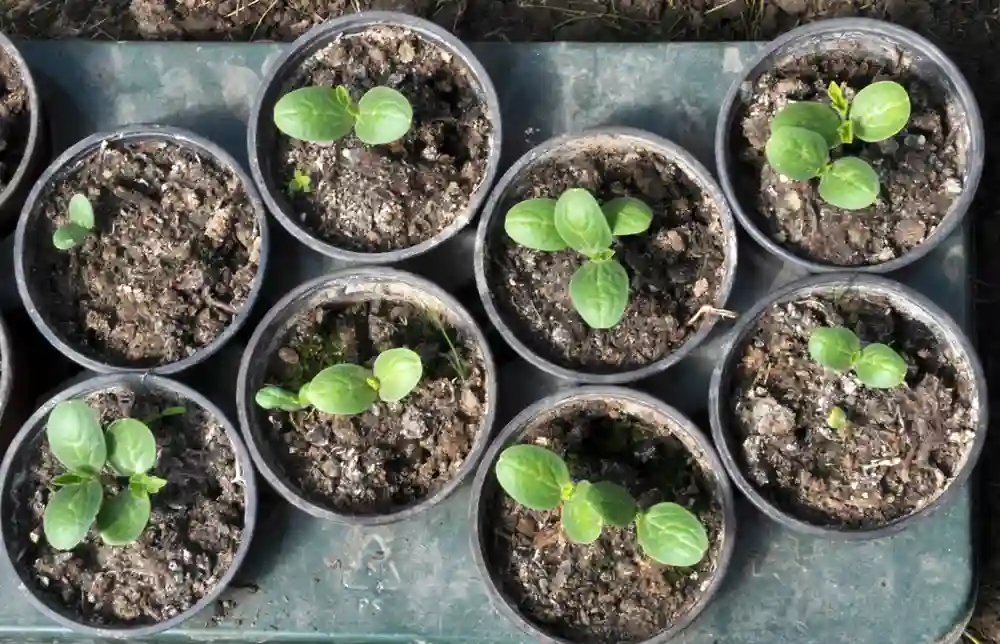 Gurken mit Kaffeesatz düngen: Gurken Pflanzen Sämlinge in Anzucht Töpfen