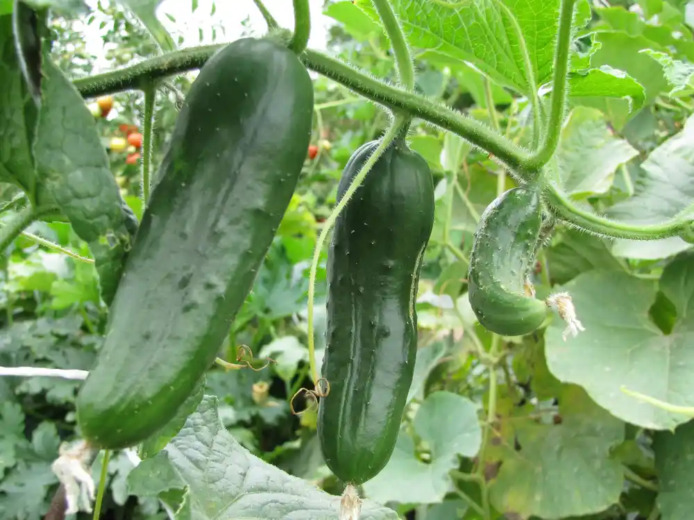 Frische Gurken wachsen in einem Gemüsegarten auf dem Balkon
