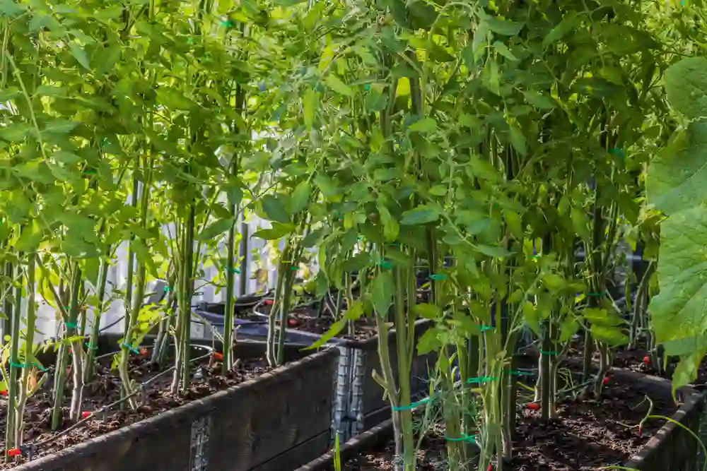 Viele Tomaten Pflanzen wachsen in einem grossen Balkonkasten