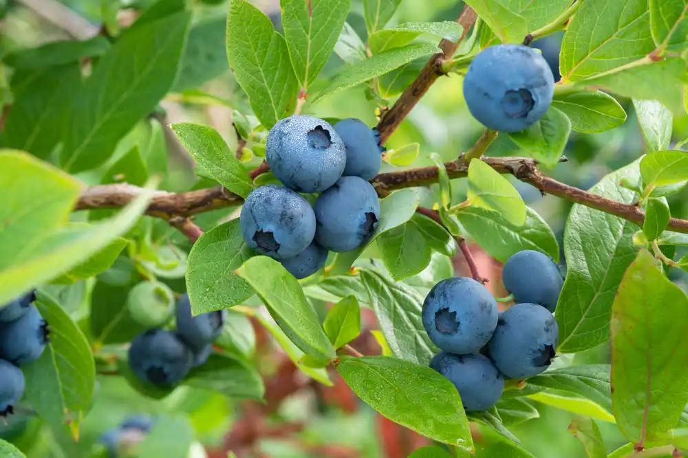 Heidelbeeren wachsen an einer Pflanze