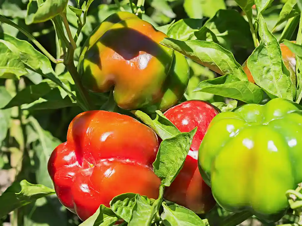 Paprika: In die Sonne oder in den Halbschatten pflanzen? Rote und grüne Paprika wachsen an Pflanze im Sonnenlicht