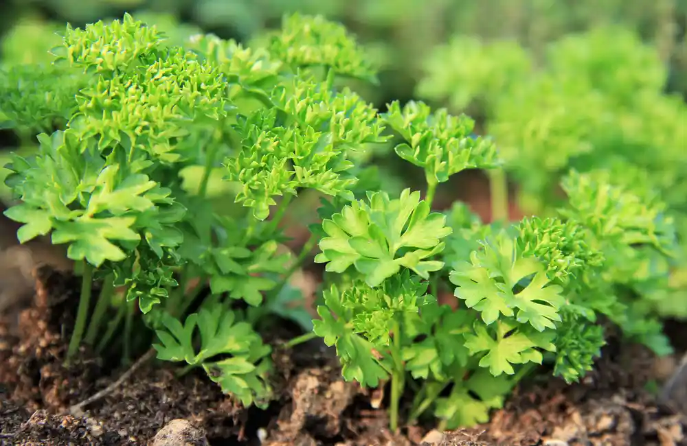 Frische Petersilie wächst in einem Kräutergarten auf dem Balkon