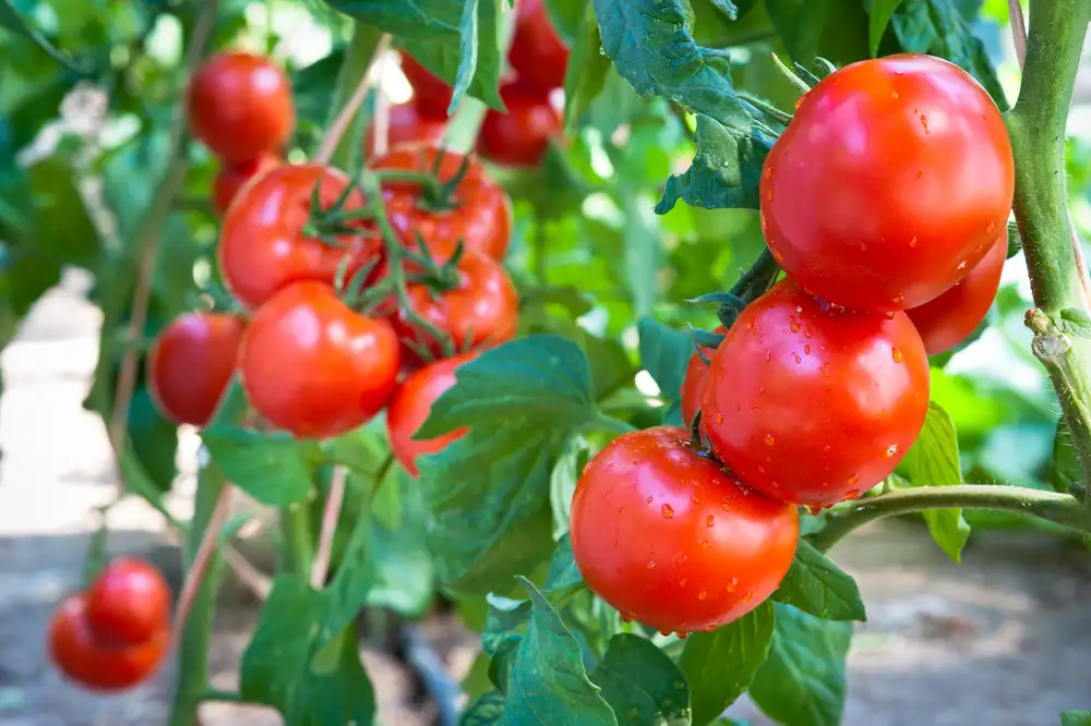 Tomaten im Topf auf dem Balkon pflanzen und anbauen - rote Tomaten an einer Pflanze