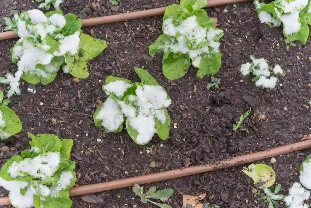 Wintersalate pflanzen und anbauen: Die besten Sorten - Salat im Beet mit Schnee bedeckt