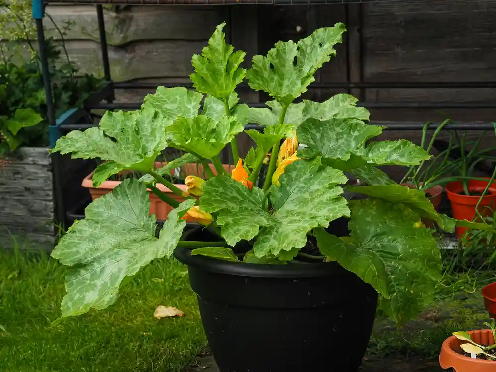 Eine Zucchini Pflanze mit gelben Blüten im Topf