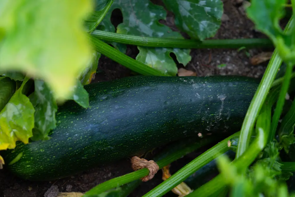 Frische Zucchin wachsen in einem Gemüsegarten auf dem Balkon