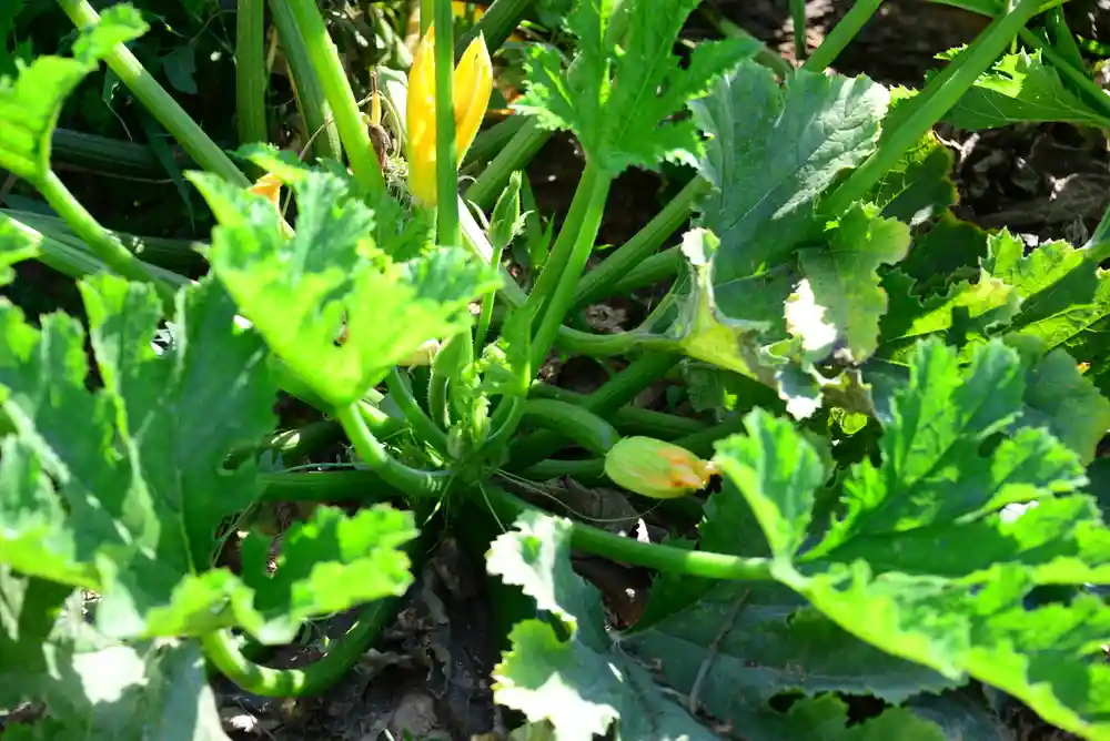 Eine Zucchini Pflanze mit gelben Blüten