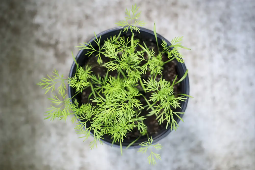 Dill Kräuterpflanze in einem Topf von oben betrachtet