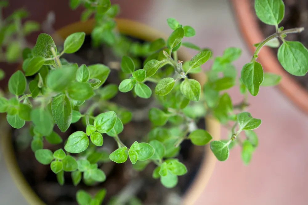 frischer Majoran wächst Im Topf in einem Kräutergarten