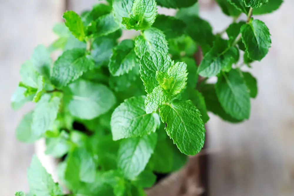 Gute Nachbarn: Erdbeeren und Minze zusammen pflanzen - frische Minze wächst Im Topf in einem Kräutergarten