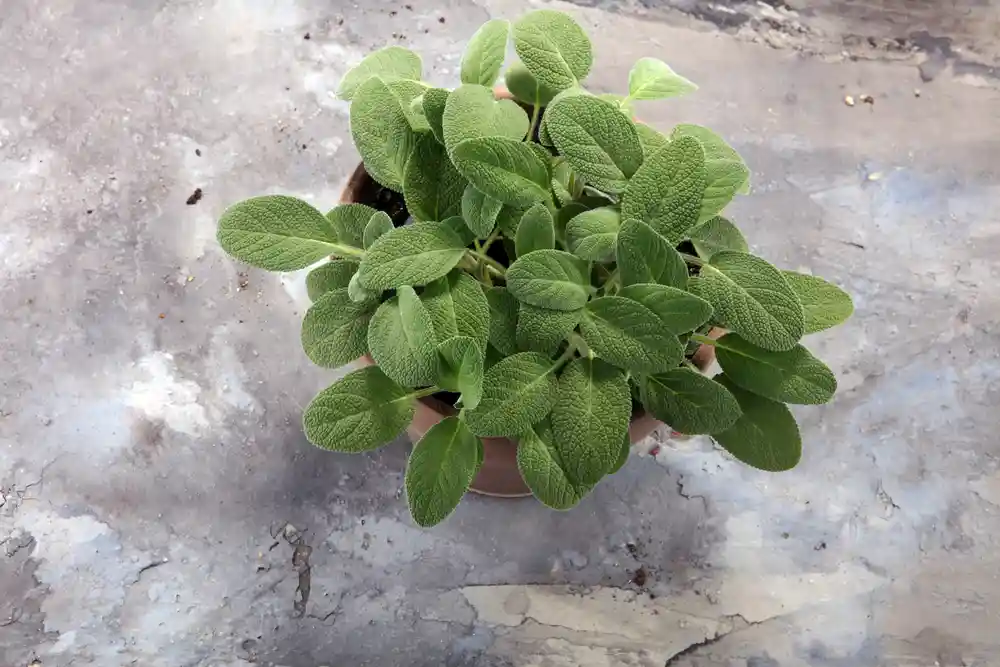 Frischer Salbei wächst Im Topf in einem Kräutergarten auf dem Balkon