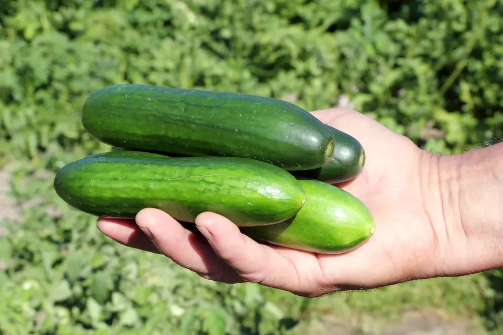 Gurken ernten: Mehrere reife Gurken in einer Hand