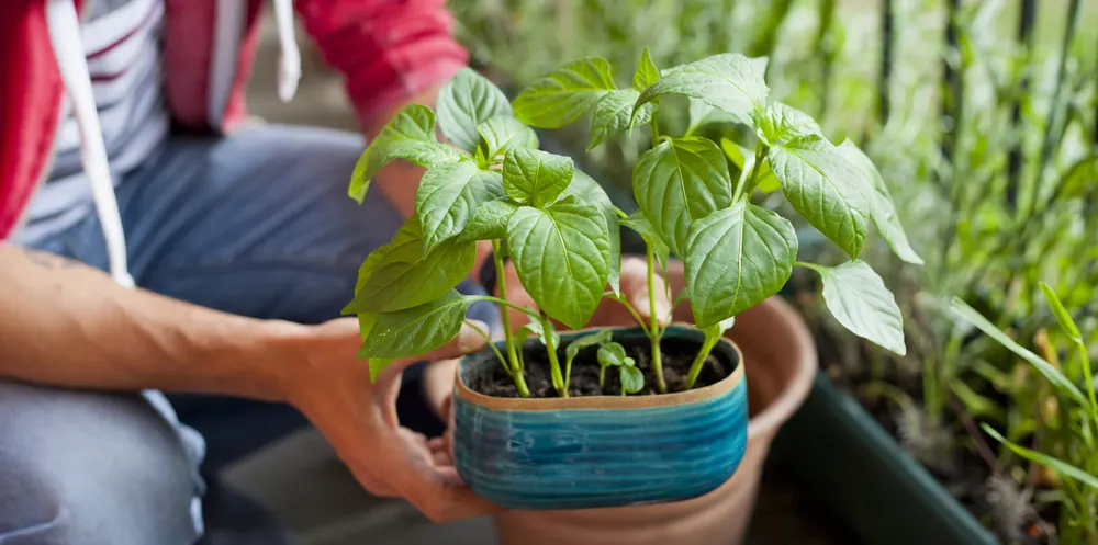 Paprika Pflanze überwintern: Eine junge Paprika Pflanze wird zum Überwintern in der Wohnung umgetopft