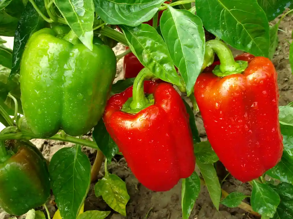 Frische Paprika wachsen in einem Gemüsegarten auf dem Balkon