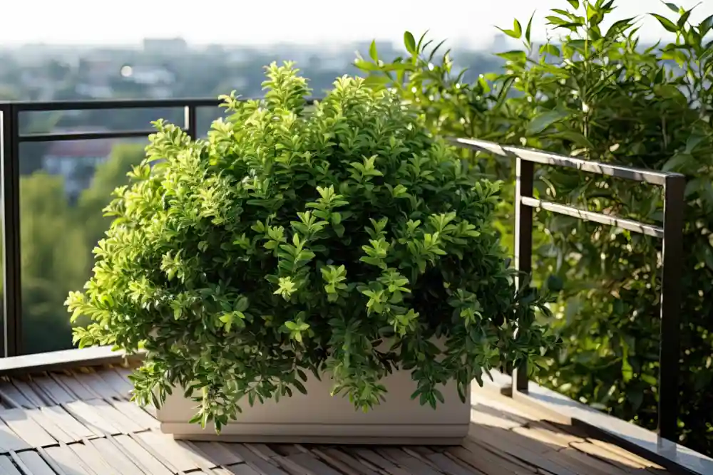Immergrüne Pflanzen für den Balkon: Buchsbaum (Buxus) auf einem Balkon