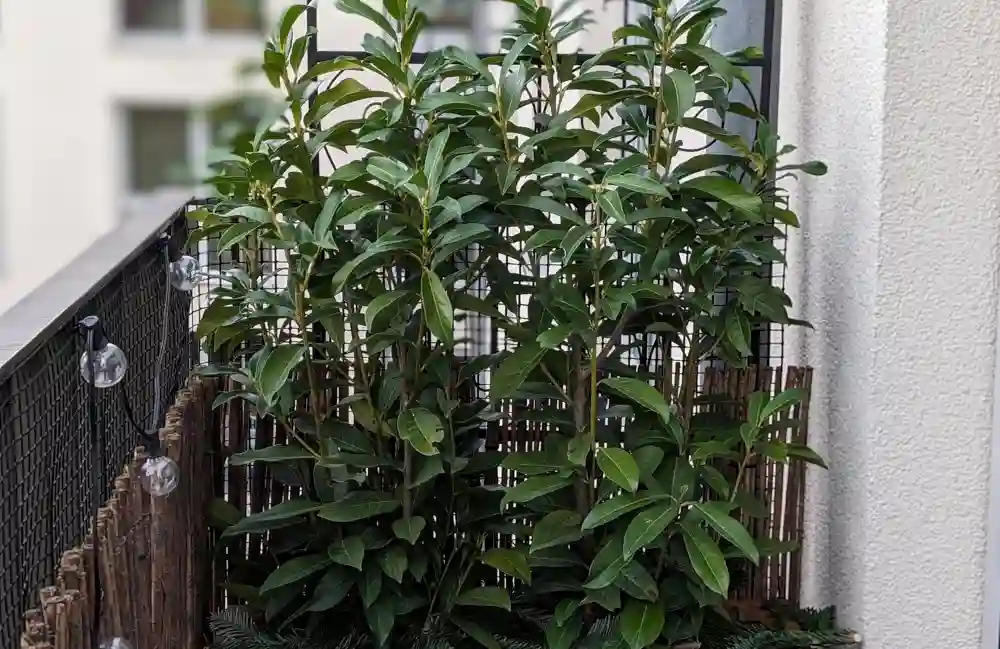 Immergrüne Pflanzen für den Balkon: Lorbeerkirsche wächst auf einem Balkon
