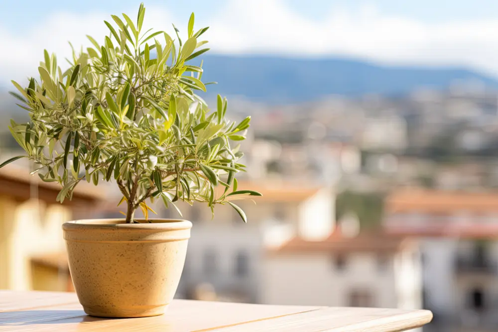 Immergrüne Pflanzen für den Balkon: Ein kleiner Olivenbaum im Topf auf dem Balkon