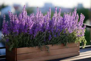 Lavendel im Balkonkasten: Pflege und Tipps