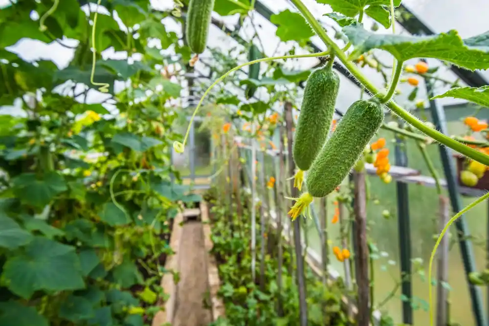 Männliche Blüten bei Gurken Pflanzen entfernen: Gurken wachsen in einem Gewächshaus